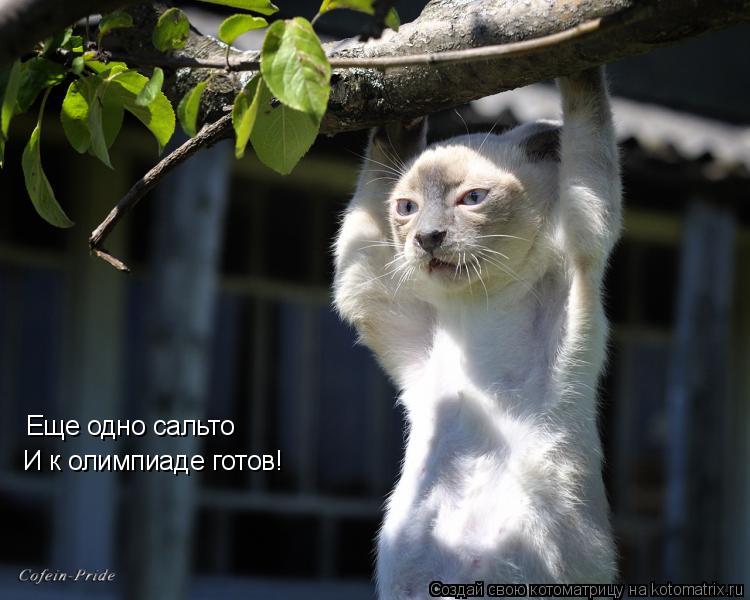 Котоматрица: Еще одно сальто И к олимпиаде готов!