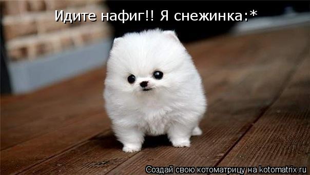 Котоматрица: Идите нафиг!! Я снежинка:*