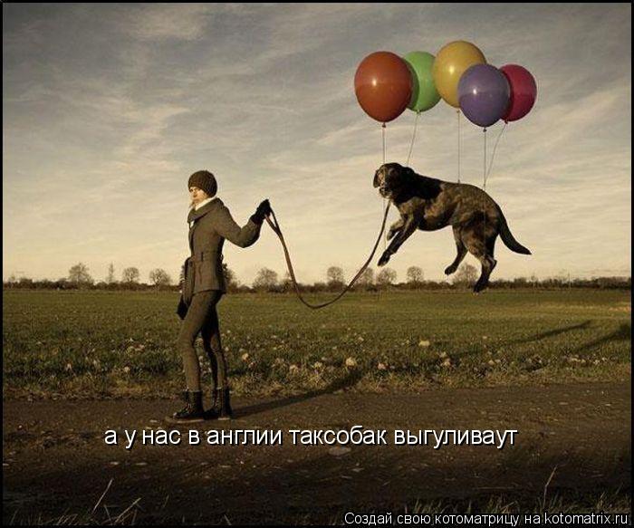 Котоматрица: а у нас в англии таксобак выгуливаут
