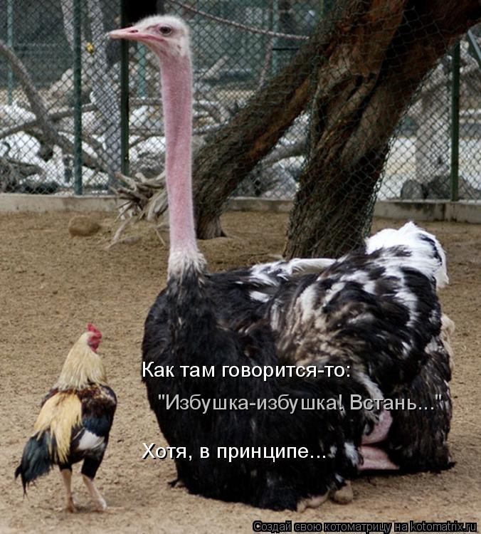 Как там говорится-то: "Избушка-избушка! Встань..." Хотя, в принципе...... Котоматрица: Как там говорится-то: "Избушка-избушка! Встань..." Хотя, в принципе...