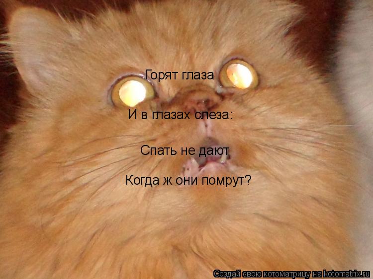 Котоматрица: Горят глаза И в глазах слеза:   Спать не дают   Когда ж они помрут?