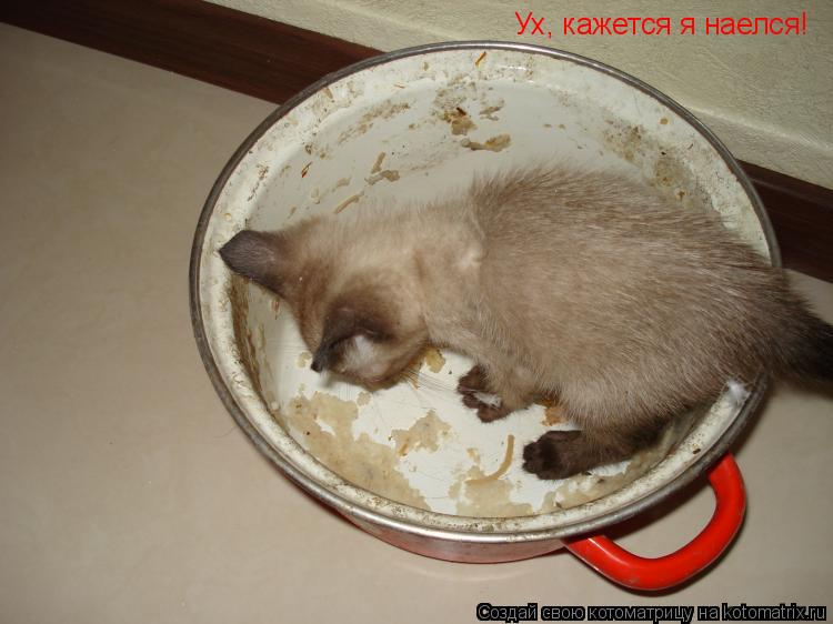 Котоматрица: Ух, кажется я наелся!
