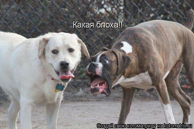 Котоматрица: Какая блоха!!