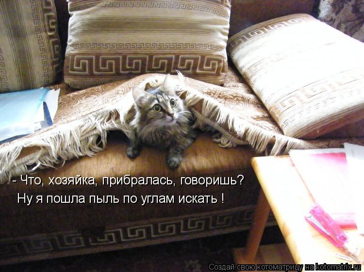 Котоматрица: - Что, хозяйка, прибралась, говоришь? Ну я пошла пыль по углам искать !