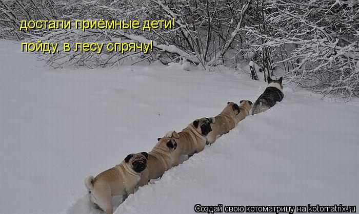 Котоматрица: достали приёмные дети!  пойду, в лесу спрячу!