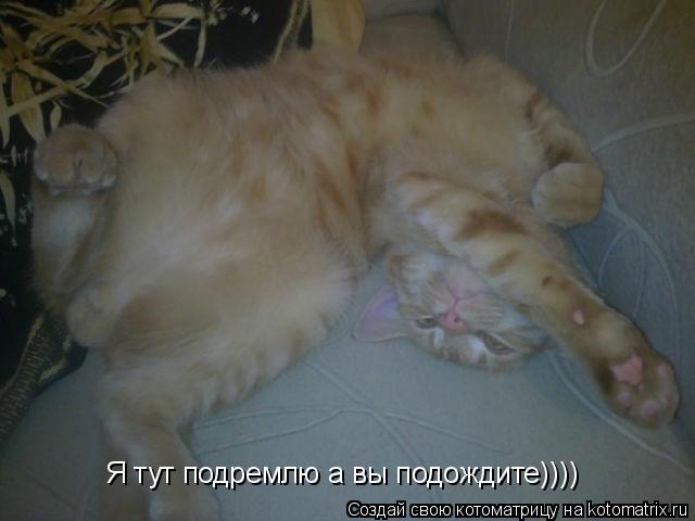 Котоматрица: Я тут подремлю а вы подождите))))