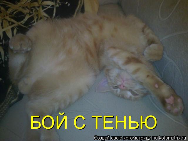 Котоматрица: БОЙ С ТЕНЬЮ