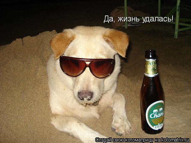 Котоматрица: Да, жизнь удалась!