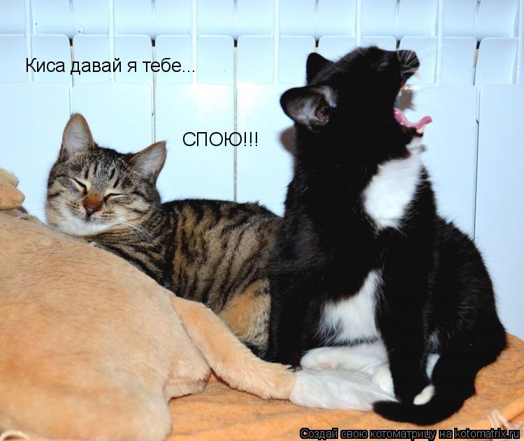Котоматрица: Киса давай я тебе... СПОЮ!!!