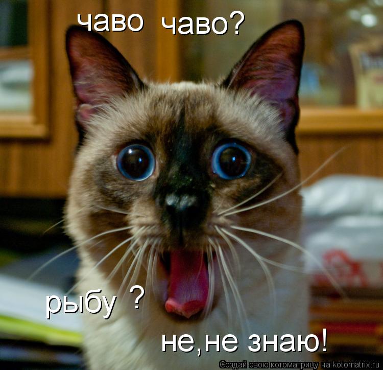 Котоматрица: чаво чаво? рыбу ? не,не знаю!