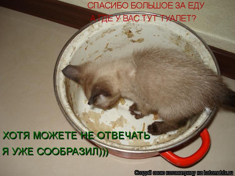 Котоматрица: СПАСИБО БОЛЬШОЕ ЗА ЕДУ А ГДЕ У ВАС ТУТ ТУАЛЕТ? ХОТЯ МОЖЕТЕ НЕ ОТВЕЧАТЬ Я УЖЕ СООБРАЗИЛ)))
