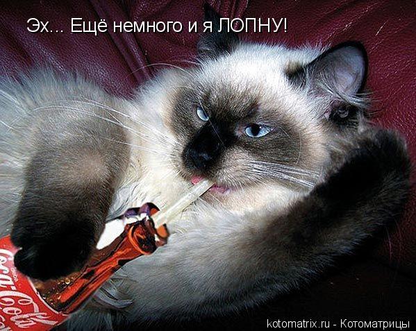 Котоматрица: Эх... Ещё немного и я ЛОПНУ!