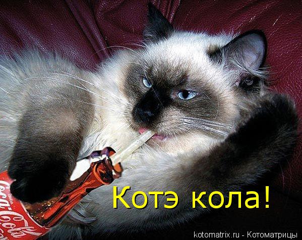 Котоматрица: Котэ кола!