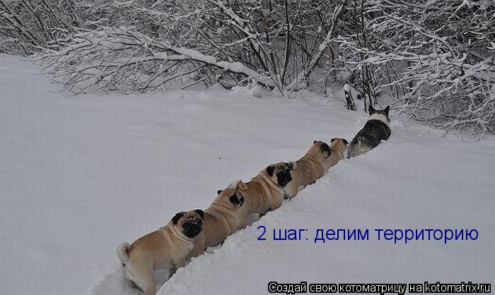 Котоматрица: 2 шаг: делим территорию