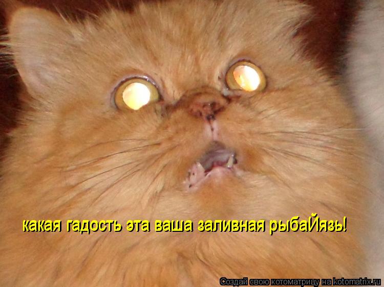 Котоматрица: какая гадость эта ваша заливная рыбаЙязь! какая гадость эта ваша заливная рыбаЙязь!
