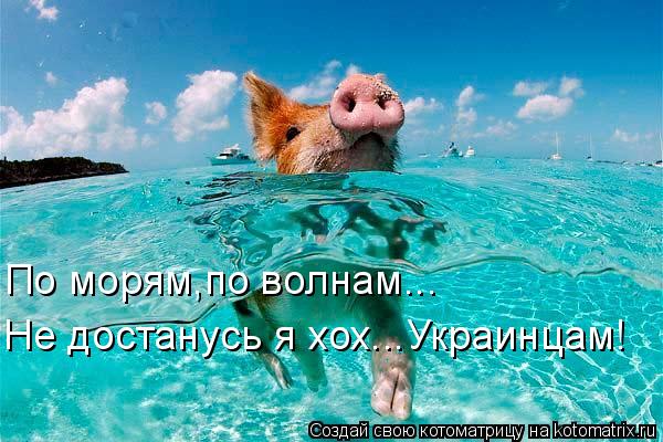 Котоматрица: Не достанусь я хох...Украинцам! По морям,по волнам...