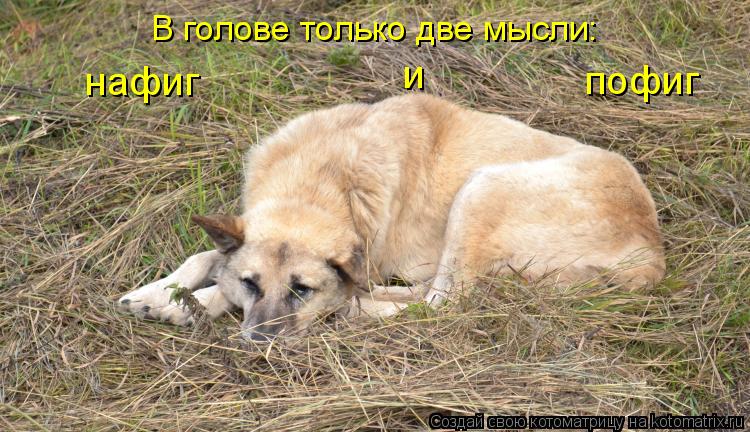 Котоматрица: В голове только две мысли: нафиг и пофиг