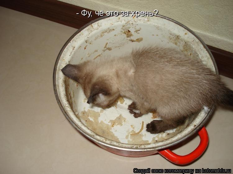 Котоматрица: - Фу, чё это за хрень?