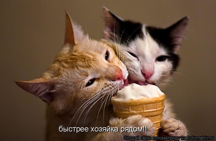 Котоматрица: быстрее хозяйка рядом!!