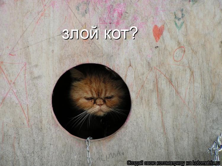 Котоматрица: злой кот?