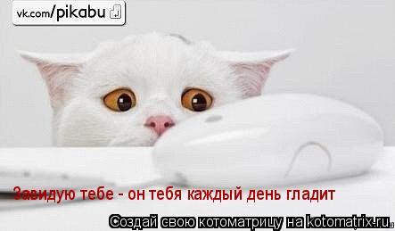 Котоматрица: Завидую тебе - он тебя каждый день гладит