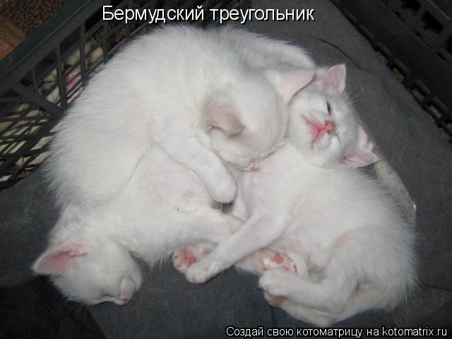 Бермудский треугольник... Котоматрица: Бермудский треугольник