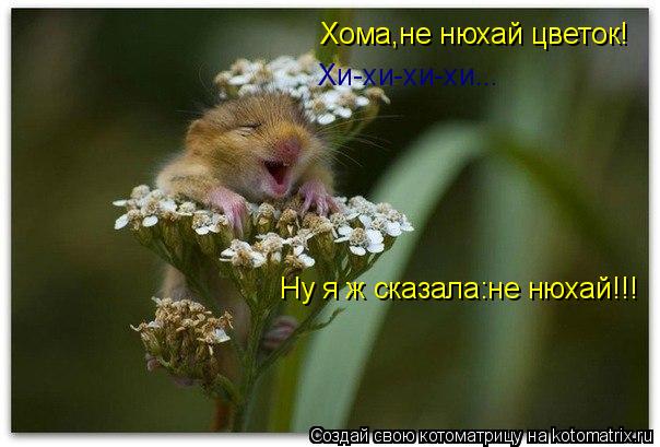Котоматрица: Хома,не нюхай цветок! Хи-хи-хи-хи... Ну я ж сказала:не нюхай!!!