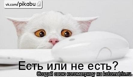 Котоматрица: Есть или не есть?