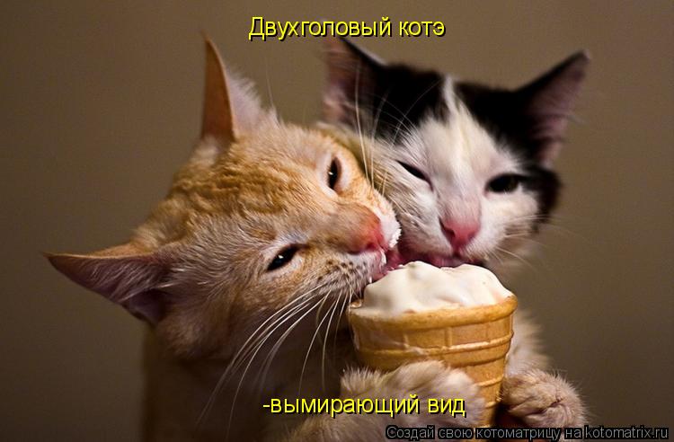 Котоматрица: Двухголовый котэ -вымирающий вид