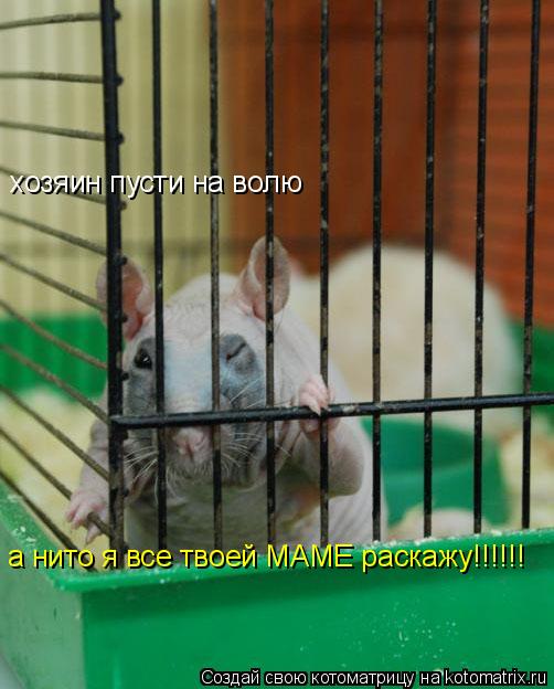 Котоматрица: хозяин пусти на волю  а нито я все твоей МАМЕ раскажу!!!!!!