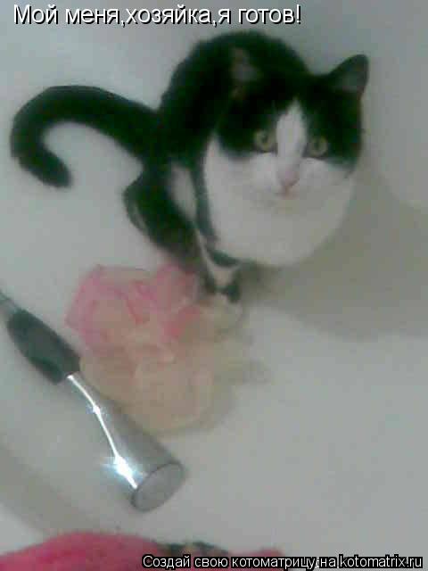 Котоматрица: Мой меня,хозяйка,я готов!