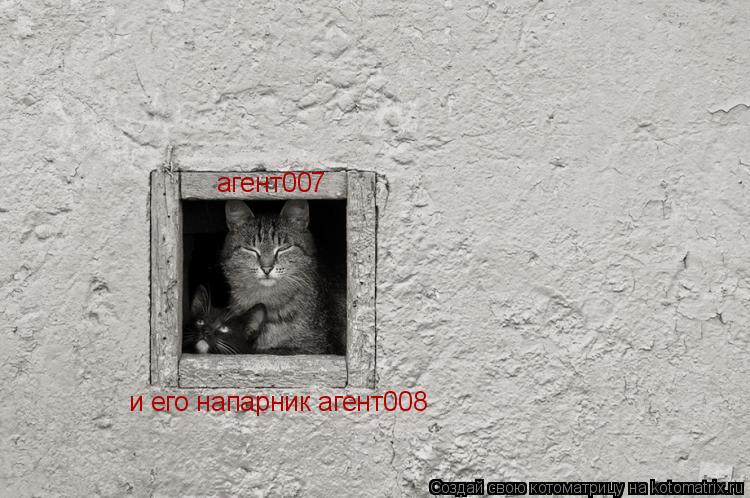 Котоматрица: агент007 и его напарник агент008