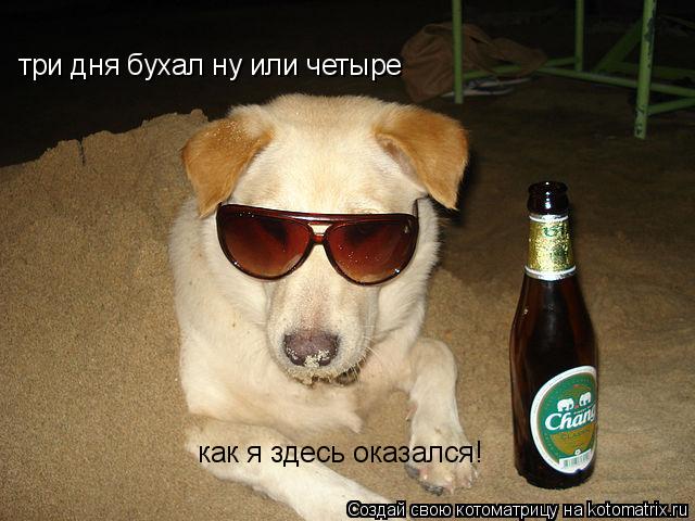 Котоматрица: три дня бухал ну или четыре  как я здесь оказался!