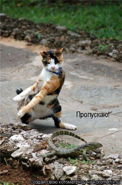 Котоматрица: Пропускаю!