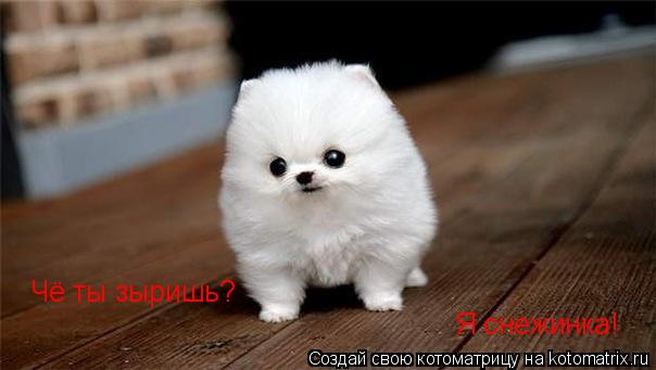 Котоматрица: Чё ты зыришь? Я снежинка!