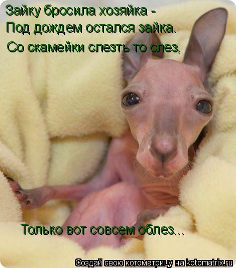Зайку бросила хозяйка - Под дождем остался зайка. Со скамейки слезть то слез, Только вот совсем облез... Котоматрица: Зайку бросила хозяйка - Под дождем остался зайка. Со скамейки слезть то слез, Только вот совсем облез...