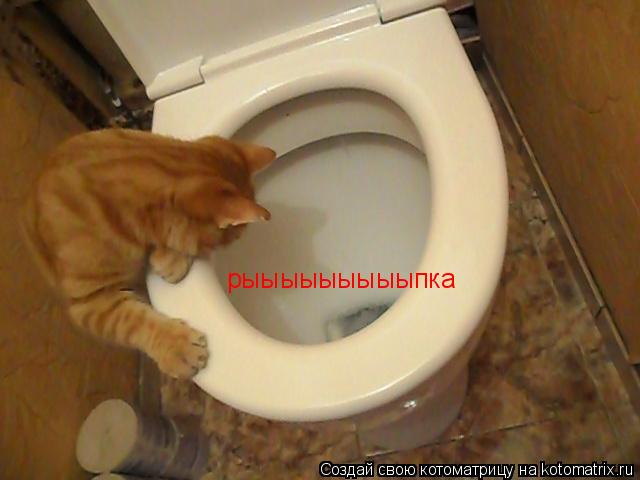 Котоматрица: рыыыыыыыыыпка