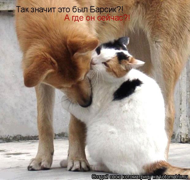 Котоматрица: Так значит это был Барсик?! А где он сейчас?!