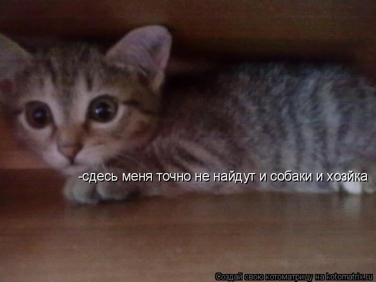 Котоматрица: сдесь меня точно не найдут и собаки и хозйка -сдесь меня точно не найдут и собаки и хозйка