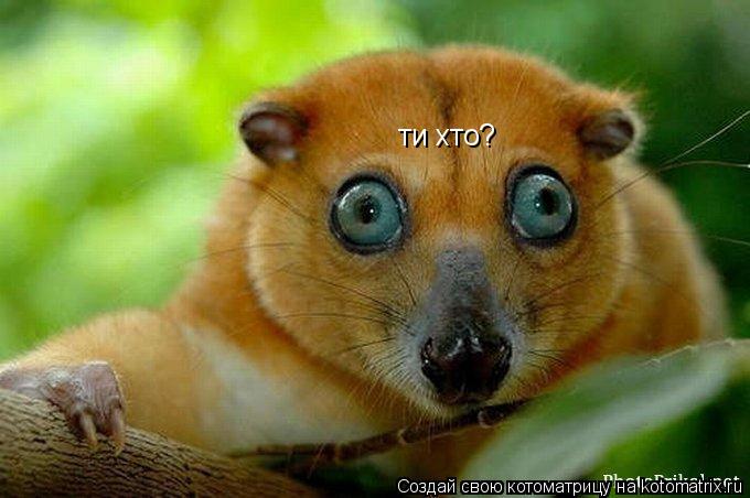 Котоматрица: ти хто?