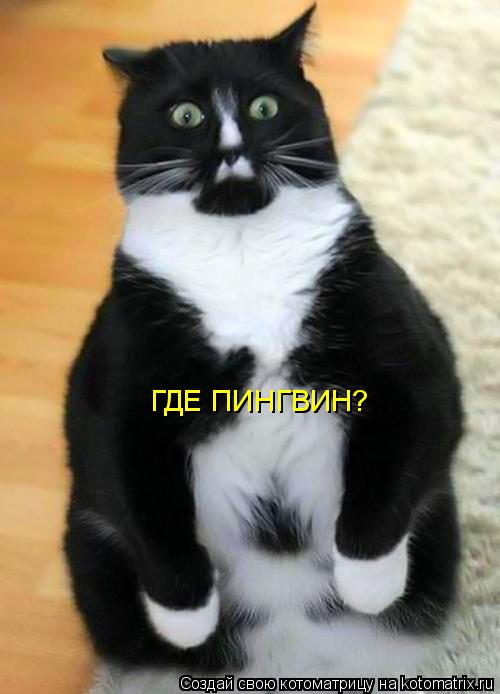 Котоматрица: ГДЕ ПИНГВИН?