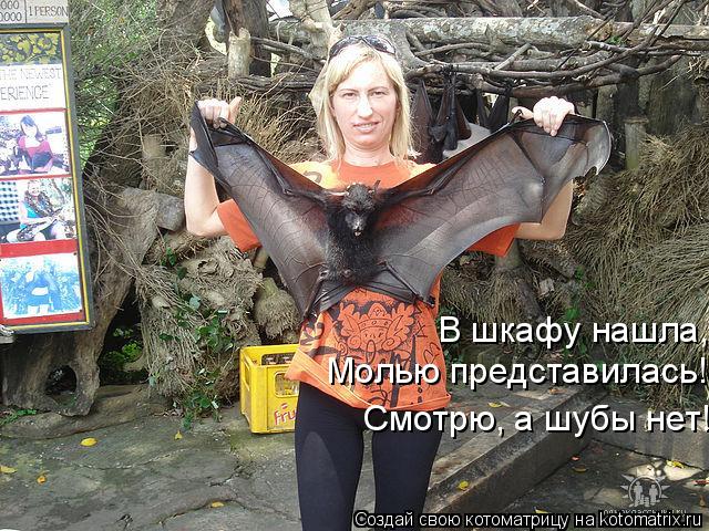 Котоматрица: В шкафу нашла, Молью представилась! Смотрю, а шубы нет!