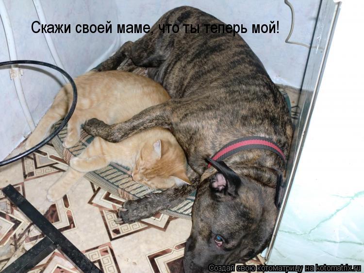 Котоматрица: Скажи своей маме, что ты теперь мой!