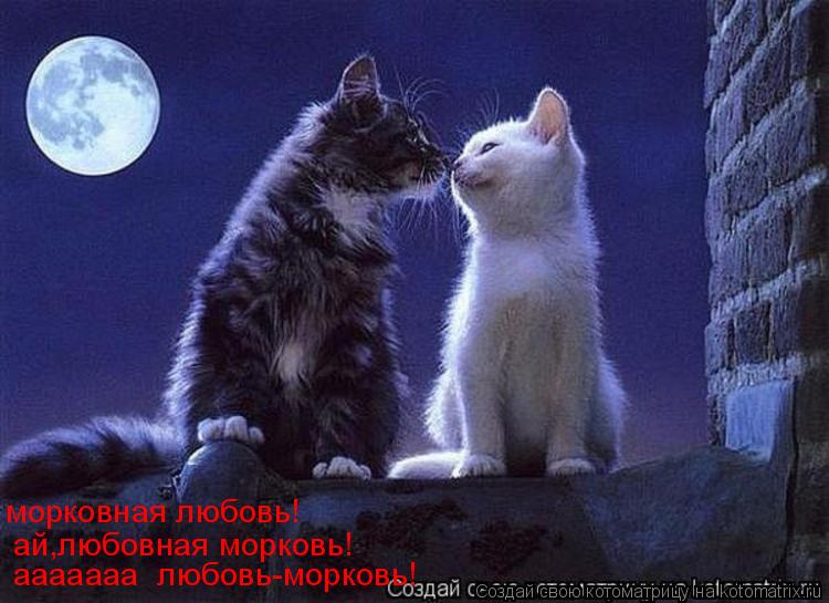 Котоматрица: ааааааа  любовь-морковь! ай,любовная морковь! морковная любовь!