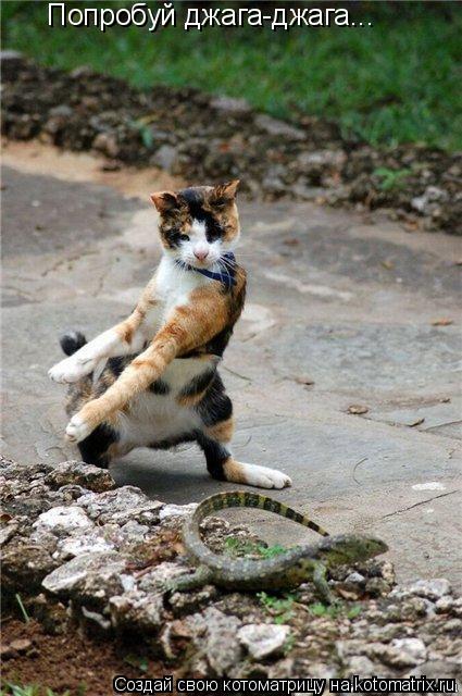 Котоматрица: Попробуй джага-джага...