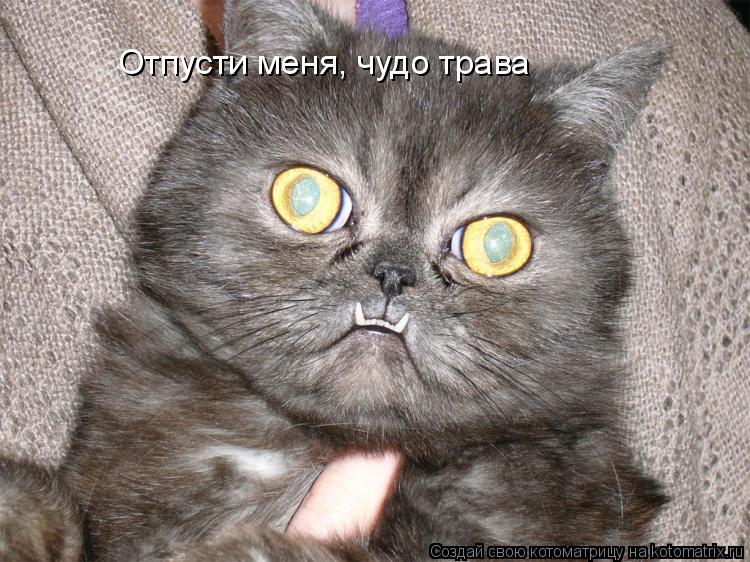 Котоматрица: Отпусти меня, чудо трава