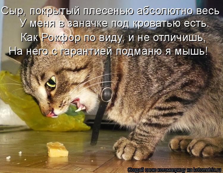 Сыр, покрытый плесенью абсолютно весь У меня в заначке под кроватью есть. Как Рокфор по виду, и не от... Котоматрица: Сыр, покрытый плесенью абсолютно весь У меня в заначке под кроватью есть. Как Рокфор по виду, и не отличишь, На него с гарантией подманю я мыш