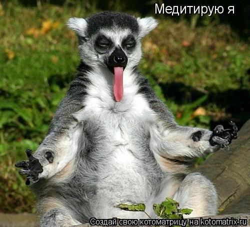 Котоматрица: Медитирую я