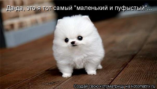 Котоматрица: Да-да, это я тот самый "маленький и пуфыстый"...