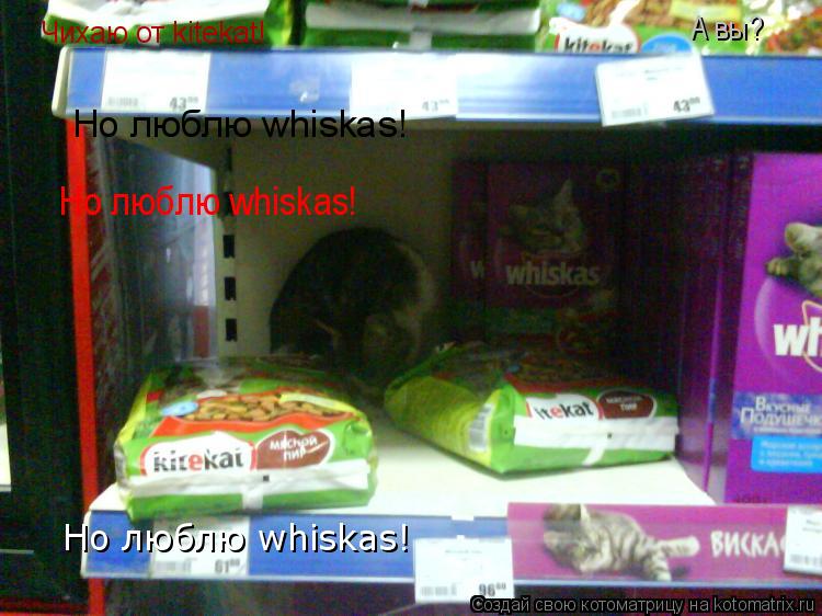 Котоматрица: Чихаю от kitekat! А вы? Но люблю whiskas! Но люблю whiskas! Но люблю whiskas!
